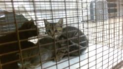 Shelter Stray Male Cat last seen Near BLOCK NW 8 AVE, Doral, FL 33122