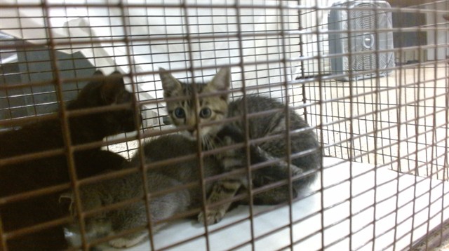 Shelter Stray Male Cat last seen Near BLOCK NW 8 AVE, Doral, FL 33122