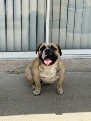 Found/Stray Male Dog last seen near mango ave ., Fontana, CA 92336