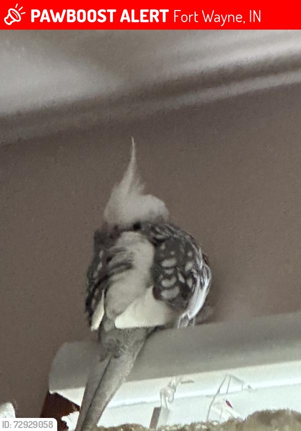 Lost Female Bird last seen fairfield terrace belmont, Fort Wayne, IN 46807