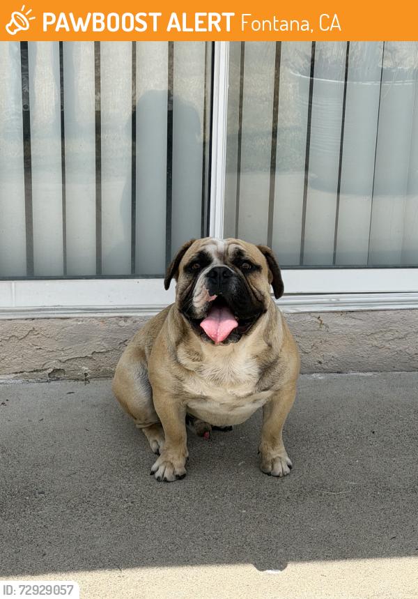 Found/Stray Male Dog last seen near mango ave ., Fontana, CA 92336