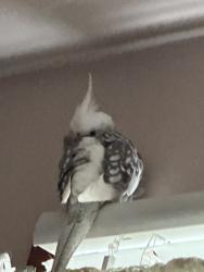 Lost Female Bird last seen fairfield terrace belmont, Fort Wayne, IN 46807