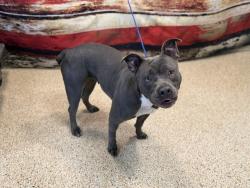 Shelter Stray Female Dog last seen , Doral, FL 33122