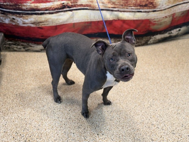Shelter Stray Female Dog last seen , Doral, FL 33122