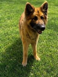Shelter Stray Male Dog last seen , Quartz Hill, CA 93536