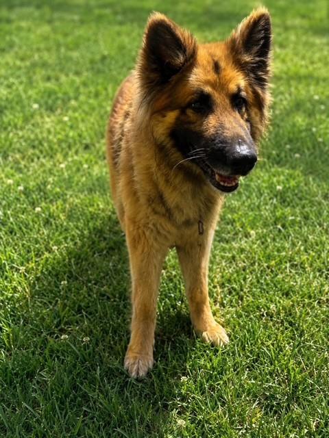 Shelter Stray Male Dog last seen , Quartz Hill, CA 93536