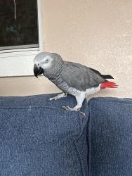 Lost Male Bird last seen Near tam dr grey hse with brown Porch , Orlando, FL 32808