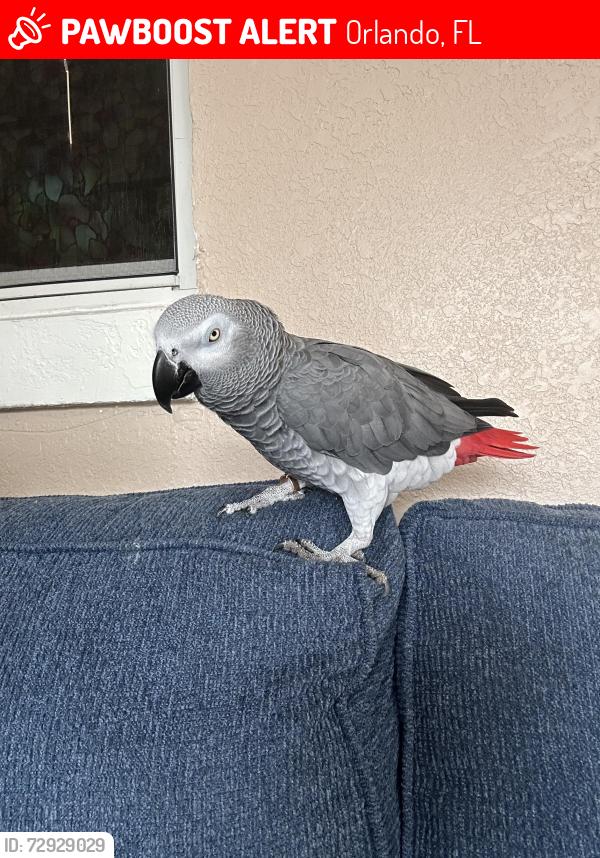 Lost Male Bird last seen Near tam dr grey hse with brown Porch , Orlando, FL 32808