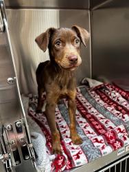 Shelter Stray Female Dog last seen Near BLOCK SAN DIEGO AVENUE,63121, Olivette, MO 63132