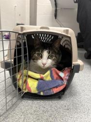 Shelter Stray Female Cat last seen Near , Indianapolis, IN 46221