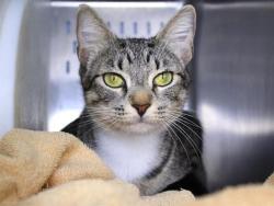 Shelter Stray Female Cat last seen Near BLOCK ROBERT AND TRUDIE PERKINS WAY, TALLAHASSEE FL 32310, Tallahassee, FL 32311