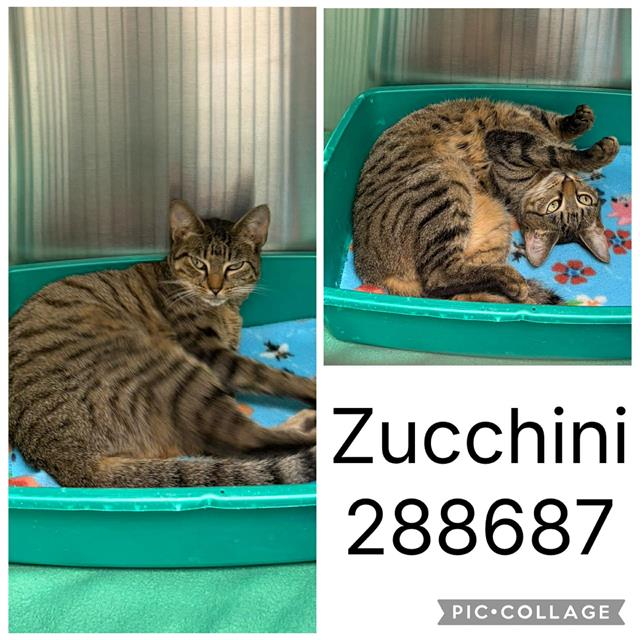 Shelter Stray Female Cat last seen NAPIER AVE., Macon, GA 31216