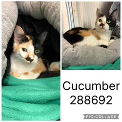 Shelter Stray Female Cat last seen ST. ANTHONYS DR., Macon, GA 31216