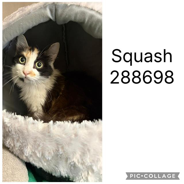 Shelter Stray Female Cat last seen ST. ANTHONYS DR., Macon, GA 31216