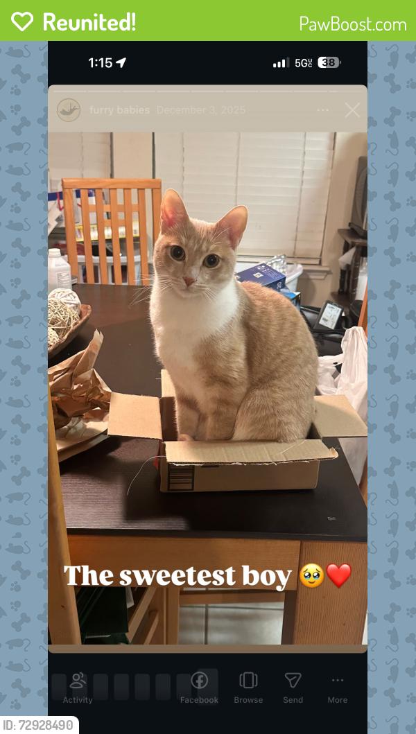 Reunited Male Cat last seen Ranchman Blvd, Denton, TX 76210