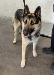 Shelter Stray Male Dog last seen Near BLOCK W. LONG BEACH, San Bernardino, CA 92401