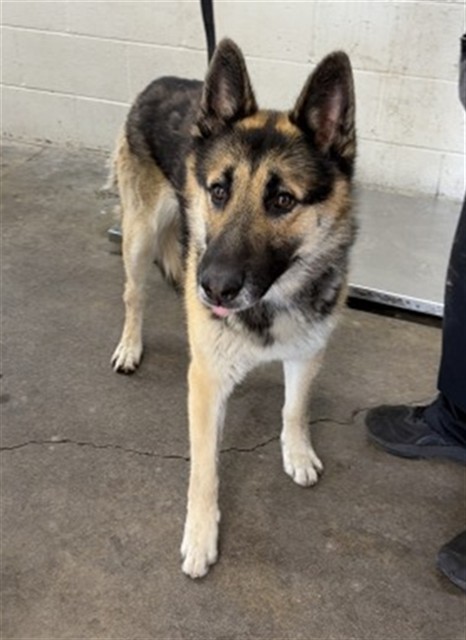 Shelter Stray Male Dog last seen Near BLOCK W. LONG BEACH, San Bernardino, CA 92401