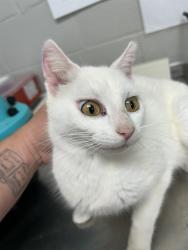 Shelter Stray Female Cat last seen , Shelby, NC 28150