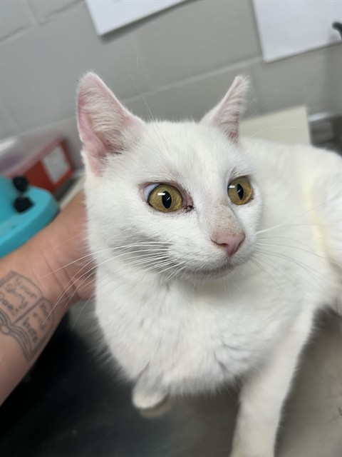 Shelter Stray Female Cat last seen , Shelby, NC 28150