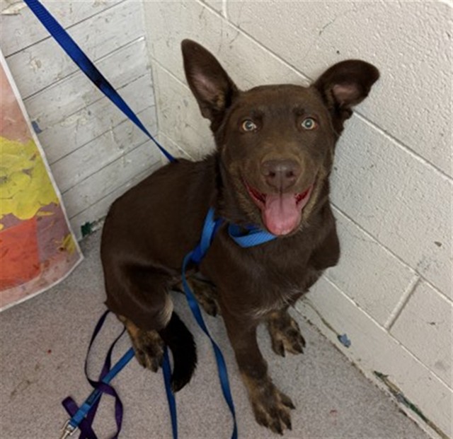 Shelter Stray Male Dog last seen CITRUS X FOOTHILL, San Bernardino, CA 92401