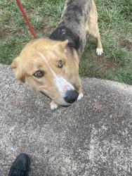 Shelter Stray Male Dog last seen KADESH CH RD, Shelby, NC 28150