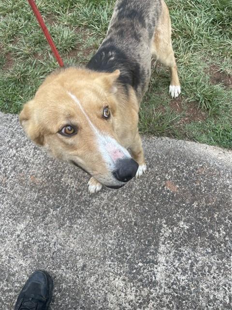 Shelter Stray Male Dog last seen KADESH CH RD, Shelby, NC 28150