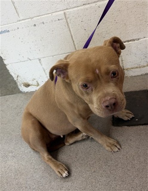 Shelter Stray Female Dog last seen MARSHALL X VALENCIA, San Bernardino, CA 92401