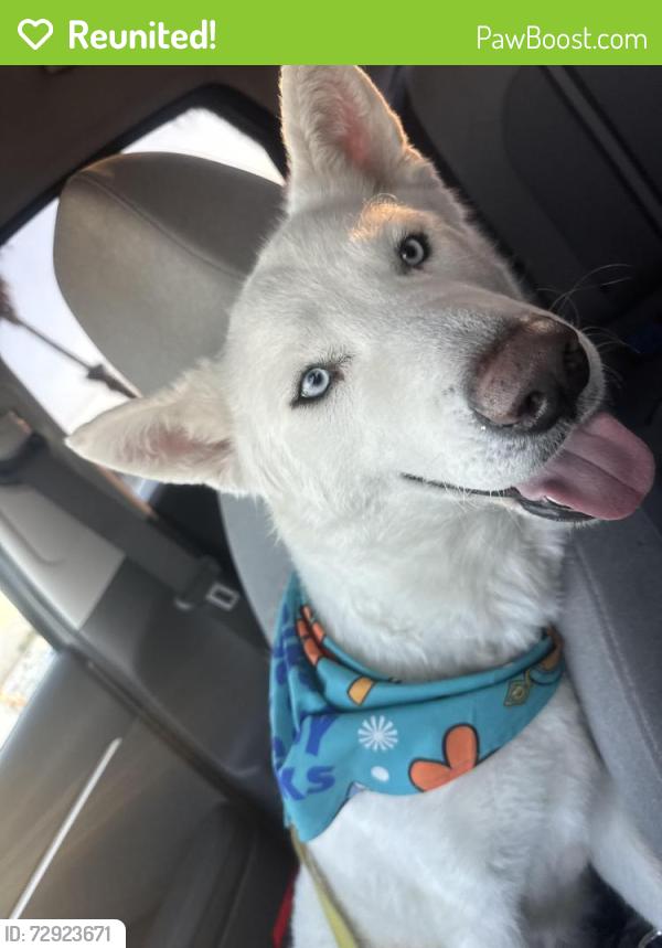 Reunited Female Dog last seen Orchard Lane, Ontario, CA 91764