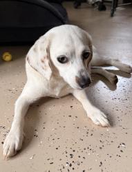 Reunited Unknown Dog last seen Lexington BBQ, Lexington, NC 27292