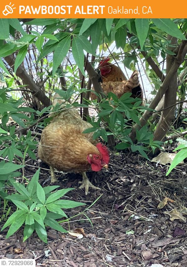 Found/Stray Unknown Bird last seen High street, Oakland, CA 94619