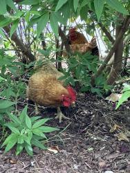 Found/Stray Unknown Bird last seen High street, Oakland, CA 94619