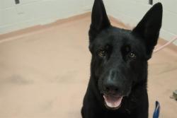 Shelter Stray Male Dog last seen Near BLOCK WAVERLY PLACE DR - MICROCHIP, Columbia, SC 29209