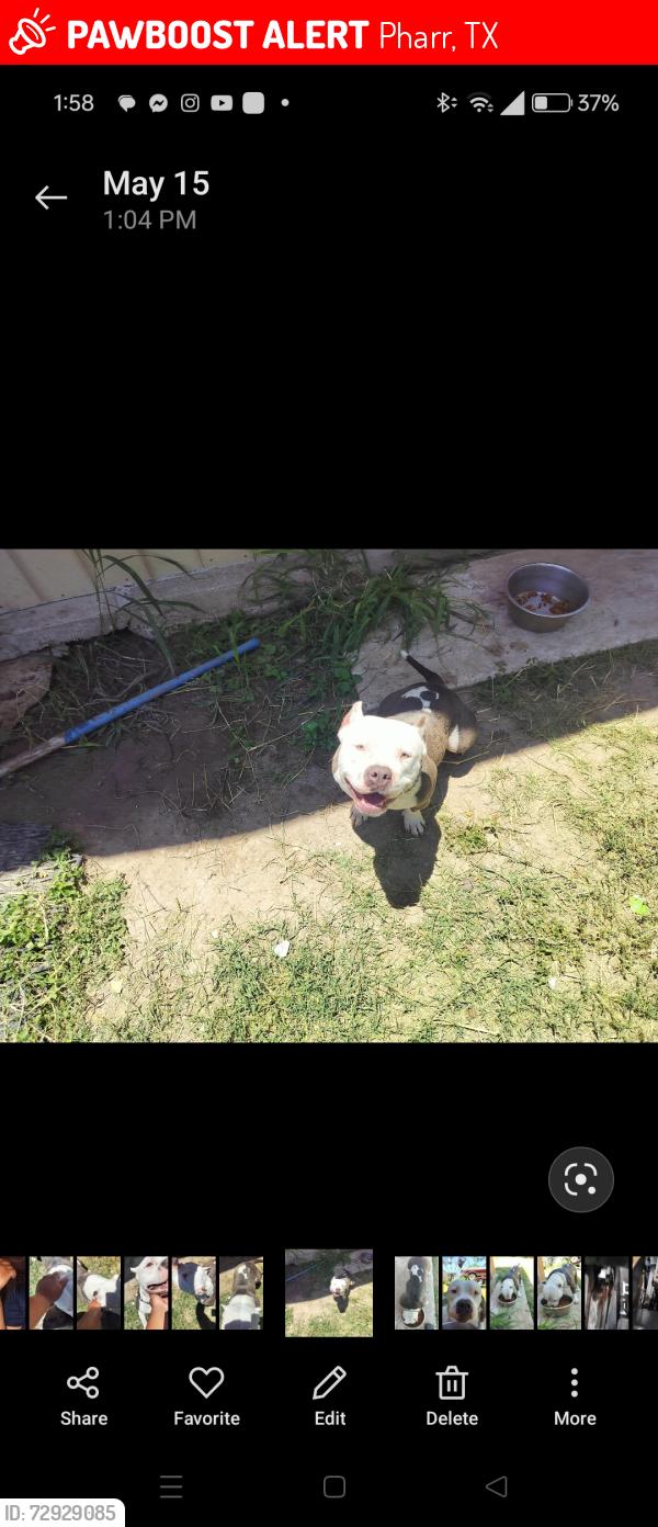 Lost Male Dog last seen By lee st, Pharr, TX 78577