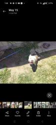 Lost Male Dog last seen By lee st, Pharr, TX 78577