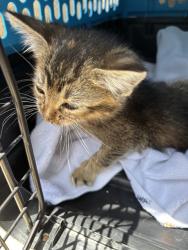Shelter Stray Female Cat last seen Near BLOCK W I-240 SERVICE RD, Oklahoma City, OK 73129