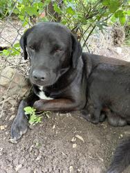 Found/Stray Male Dog last seen Near burleson st , San Antonio, TX 78202