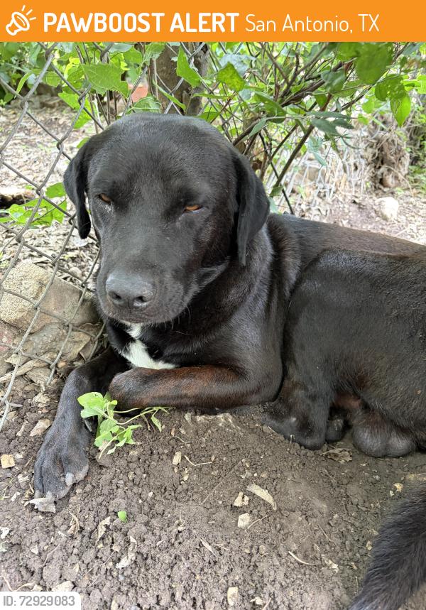 Found/Stray Male Dog last seen Near burleson st , San Antonio, TX 78202