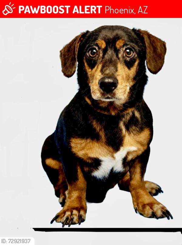 Lost Male Dog last seen 48th st. & Oak, Phoenix, AZ 85008