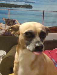 Lost Female Dog last seen Wildrose Park, Cedar Park, TX 78613