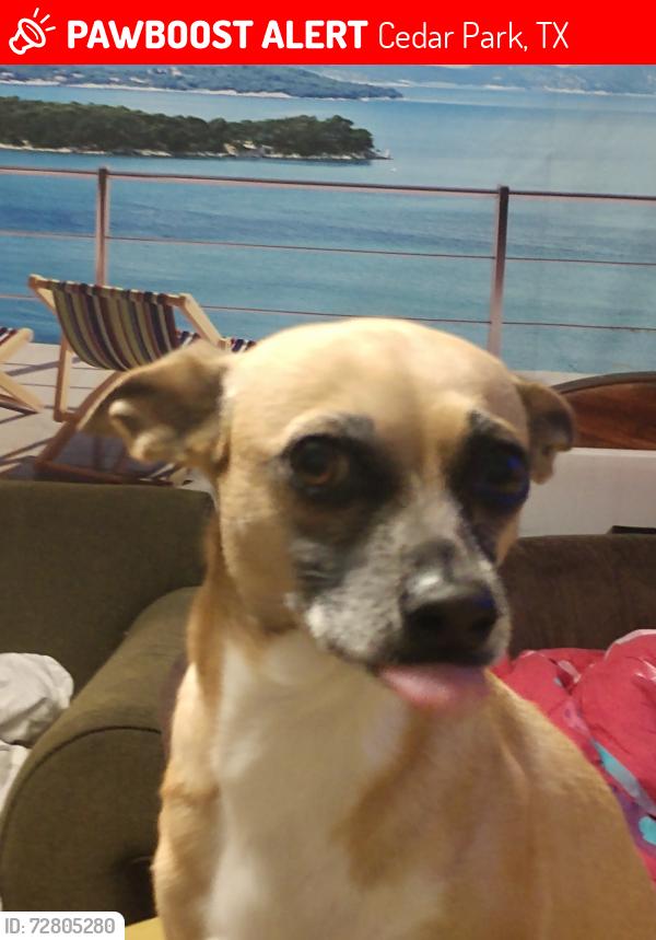 Lost Female Dog last seen Wildrose Park, Cedar Park, TX 78613