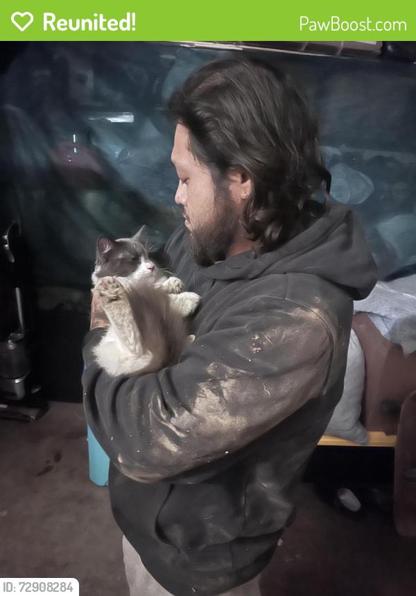Reunited Male Cat last seen Ran out hse so maybe Cherry Street , Lake Forest, CA 92630