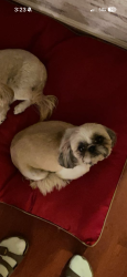 Reunited Female Dog last seen Glendale Ave and Summit St or Mason St, Appleton, WI 54914