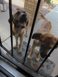 Found/Stray Female Dog last seen Gosford and District , Bakersfield, CA 93313