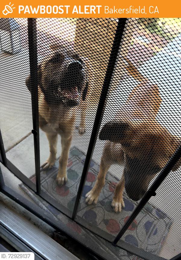 Found/Stray Female Dog last seen Gosford and District , Bakersfield, CA 93313