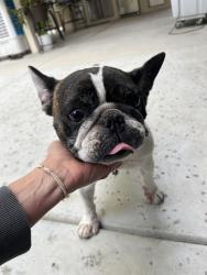 Reunited Female Dog last seen Haggin oak park , Bakersfield, CA 93311