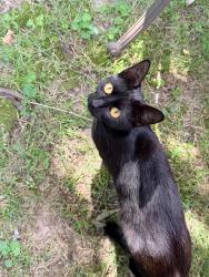 Found/Stray Female Cat last seen Country Club and Amelia, Alton, IL 62002