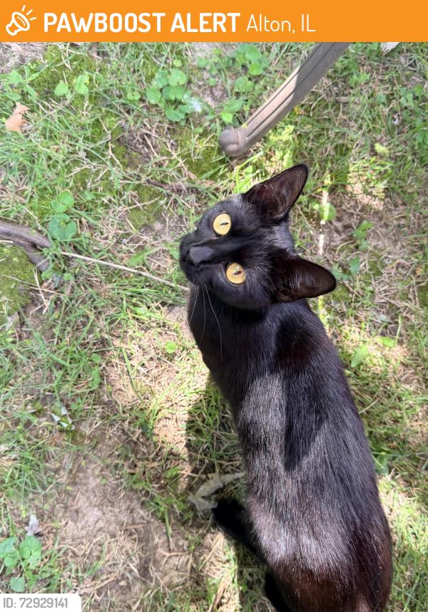 Found/Stray Female Cat last seen Country Club and Amelia, Alton, IL 62002
