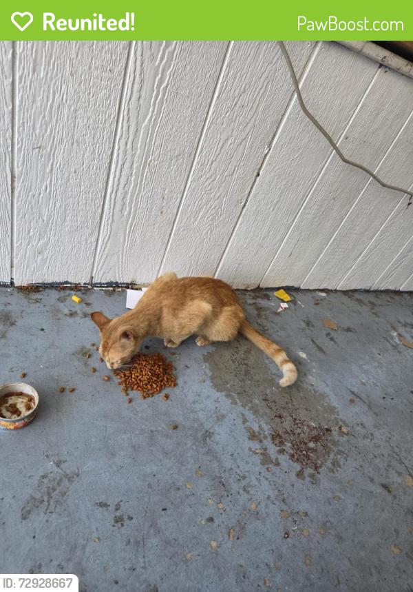 Reunited Male Cat last seen Highway 50 near the EonMobil , Titusville, FL 32780