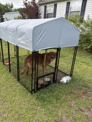 Reunited Male Dog last seen Nine foot road, Newport, NC 28570