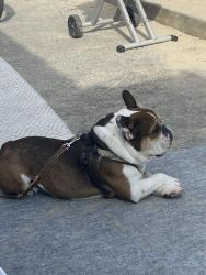 Reunited Male Dog last seen Imperial and Brea blvd, Brea, CA 92822